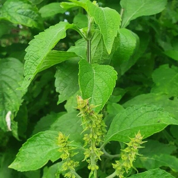 Ocimum gratissimum Liść