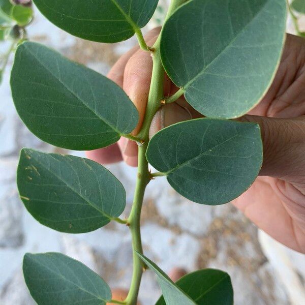 Capparis spinosa Leaf