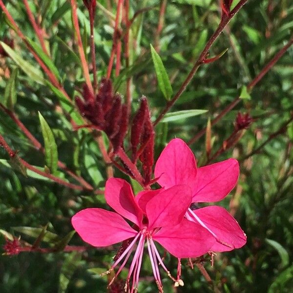 Gaura lindheimeri Цвят