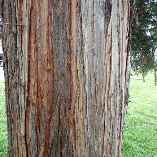 Sequoiadendron giganteum Kůra