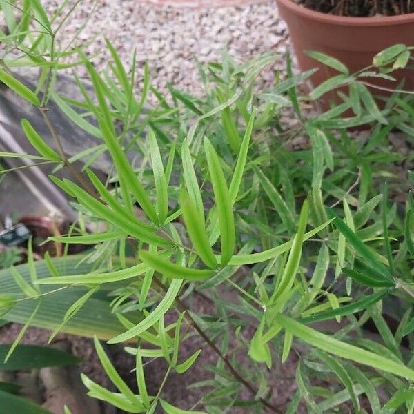 Asparagus falcatus Leaf