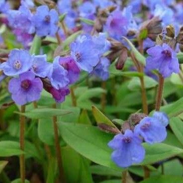 Pulmonaria angustifolia Flor