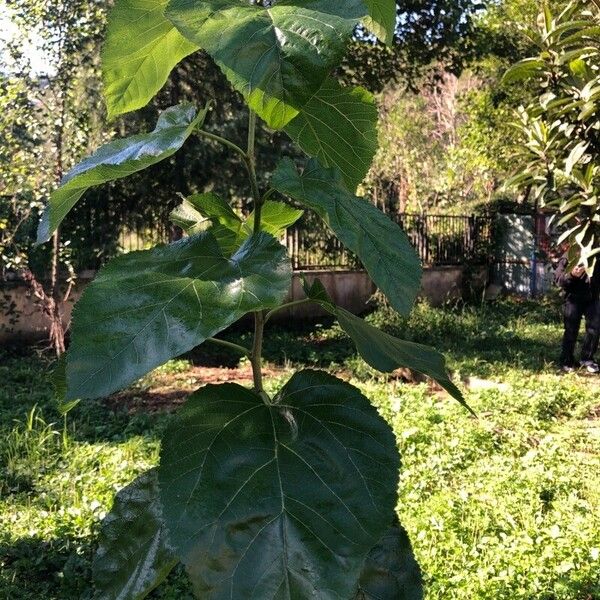 Morus alba Leaf