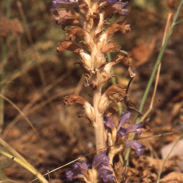 Orobanche mutelii Õis