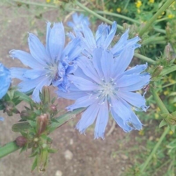 Cichorium intybus Flower