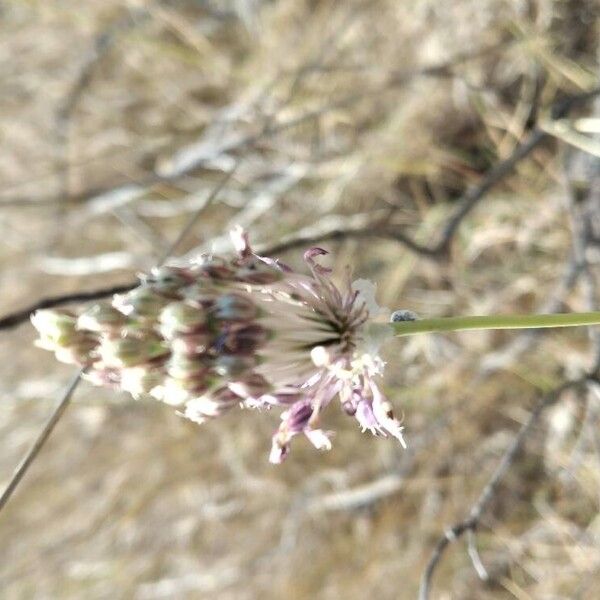 Allium paniculatum 花