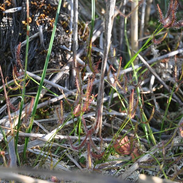 Drosera binata Leaf