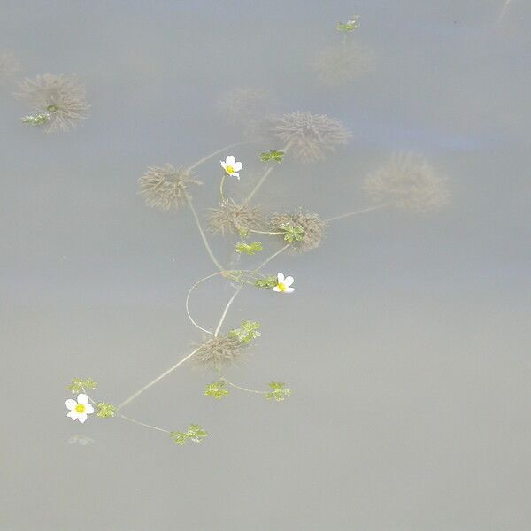 Ranunculus peltatus Flor