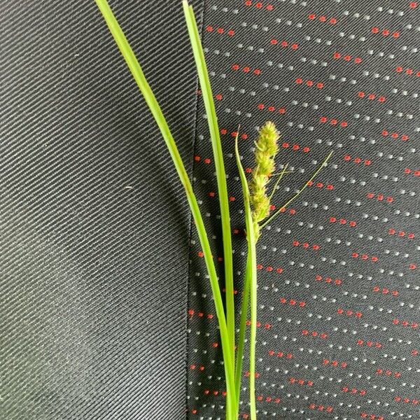 Carex vulpinoidea Flower