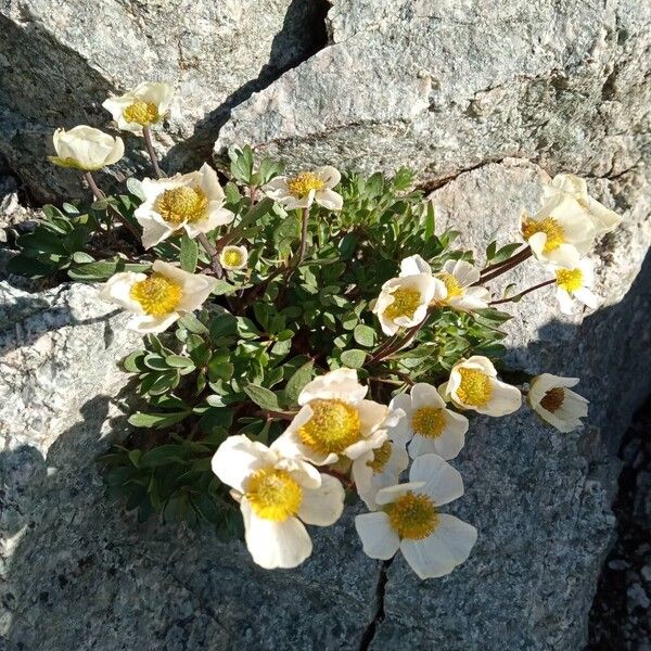 Ranunculus glacialis Flors