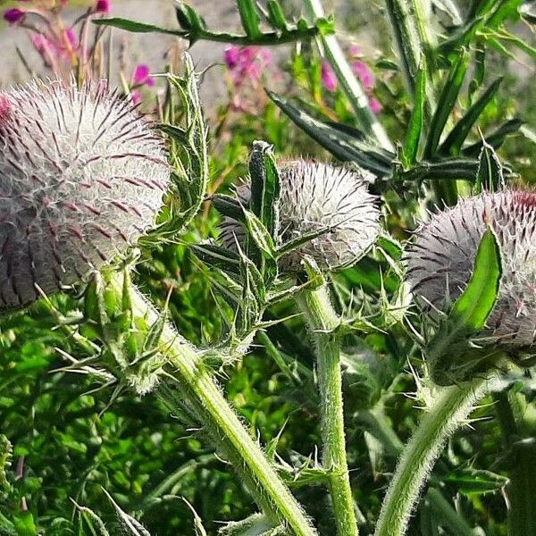 Cirsium eriophorum Çiçek