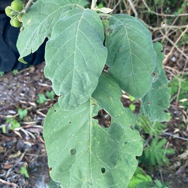 Solanum erianthum Ліст