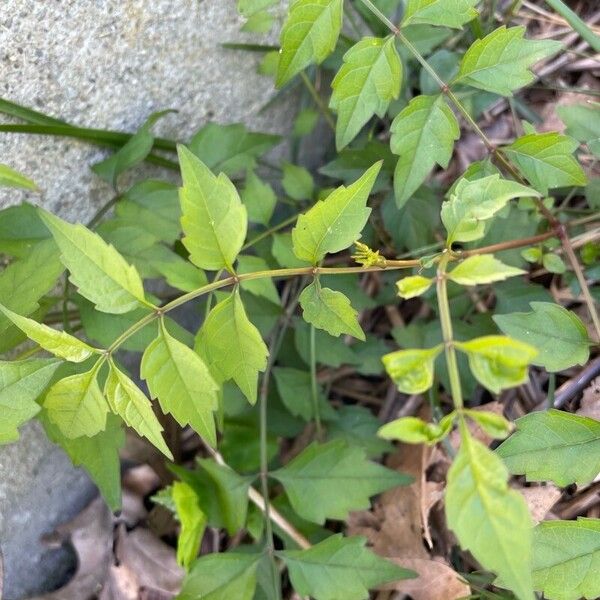 Campsis radicans 葉