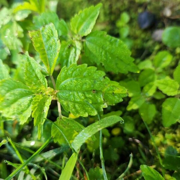 Pilea pumila Leht