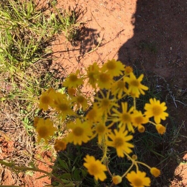 Senecio integerrimus Kvet