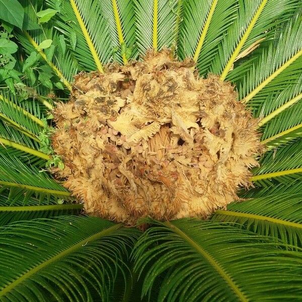 Cycas revoluta Fleur