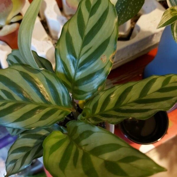 Calathea concinna برگ