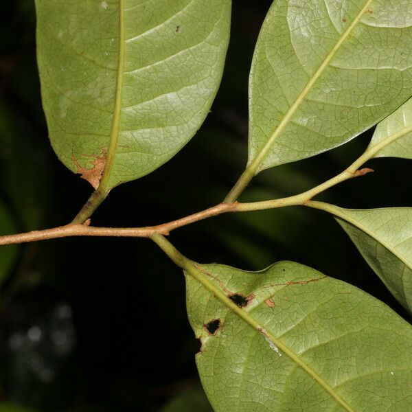 Sarcaulus brasiliensis Leaf