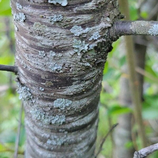 Prunus rivularis Bark