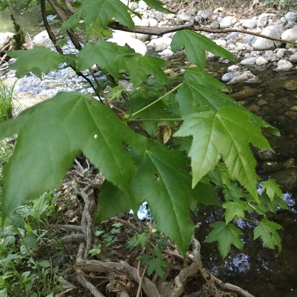 Liquidambar formosana Fuelha