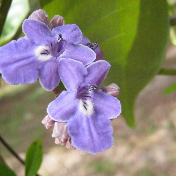 Vitex stahelii Kukka