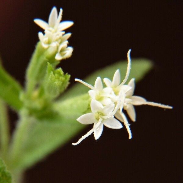 Stevia rebaudiana Kwiat