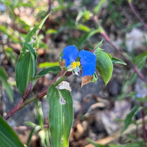 Commelina erecta Bloem