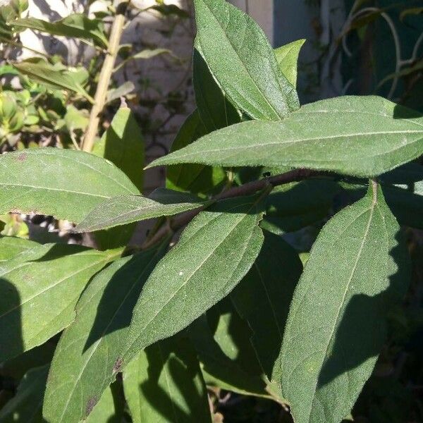 Helianthus × laetiflorus Leaf