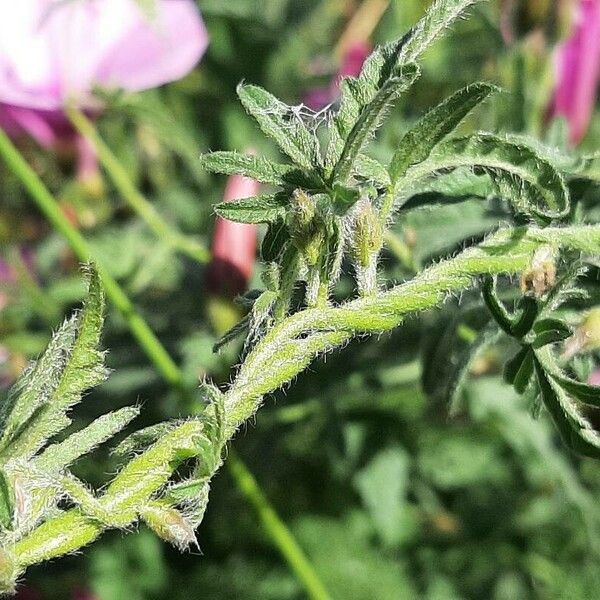 Convolvulus althaeoides چھال