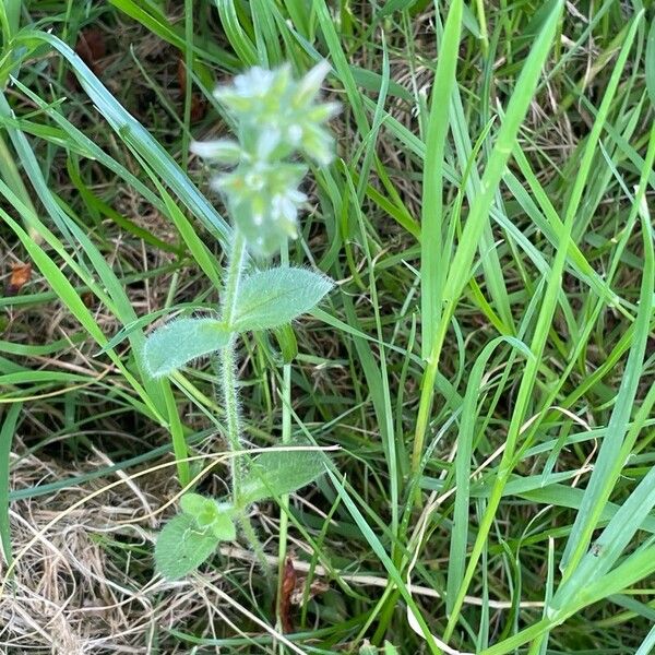 Cerastium glomeratum Tervik taim