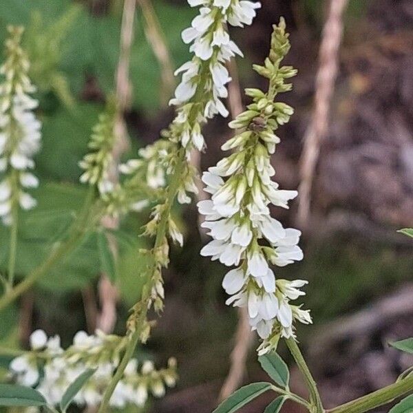 Melilotus albus Květ