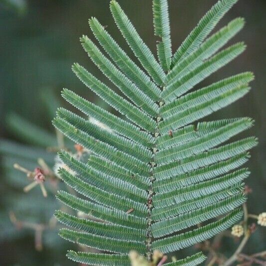 Acacia mearnsii Annet