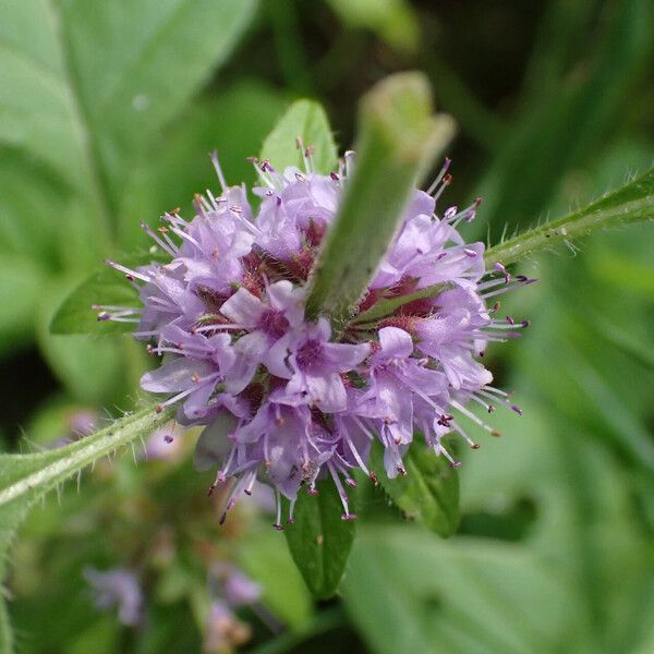 Mentha arvensis Květ