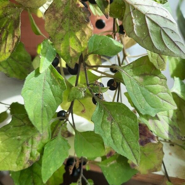 Solanum nigrum Листок