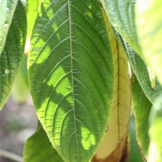 Aphelandra sinclairiana Lehti