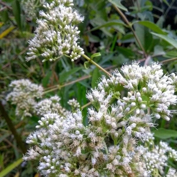 Eupatorium perfoliatum Flor