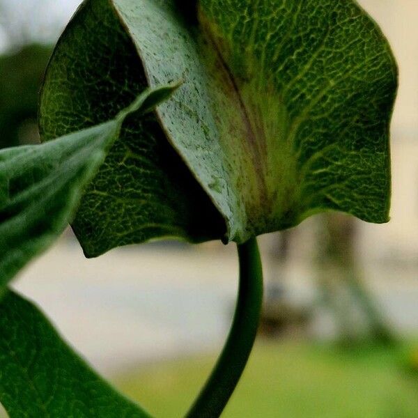 Cobaea scandens പുഷ്പം