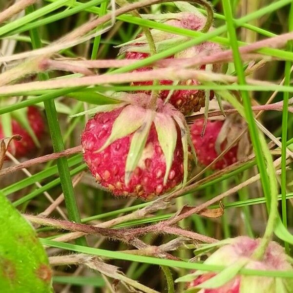 Fragaria viridis Frukto