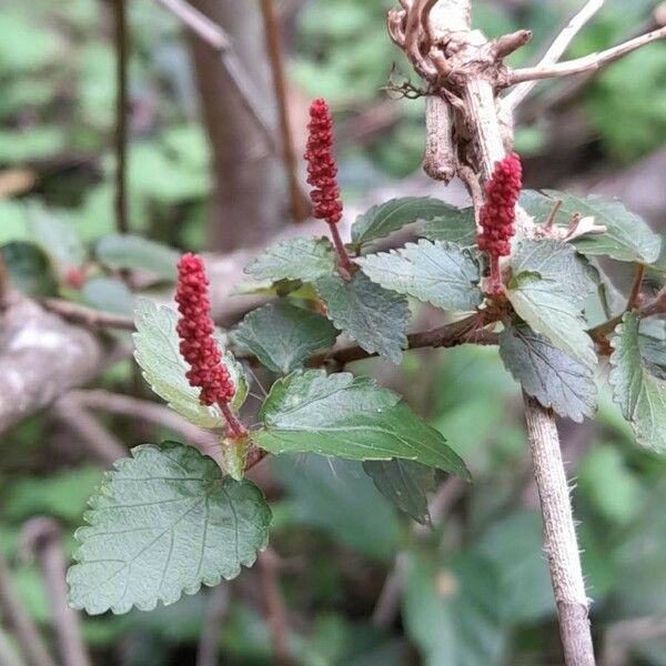 Acalypha multicaulis Flower