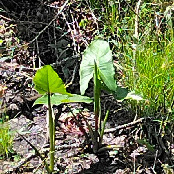 Peltandra virginica Leaf