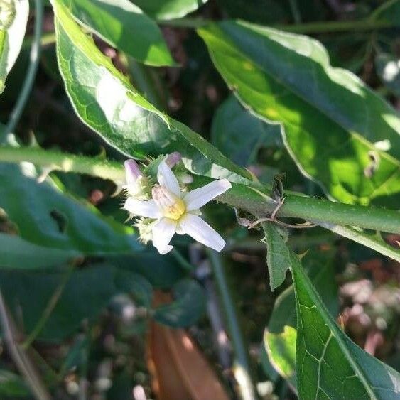 Solanum lanceifolium Blüte