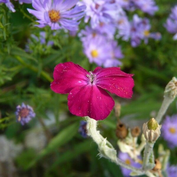 Silene coronaria Õis