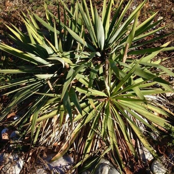 Yucca aloifolia Листок