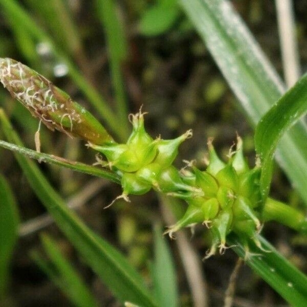 Carex oederi Çiçek