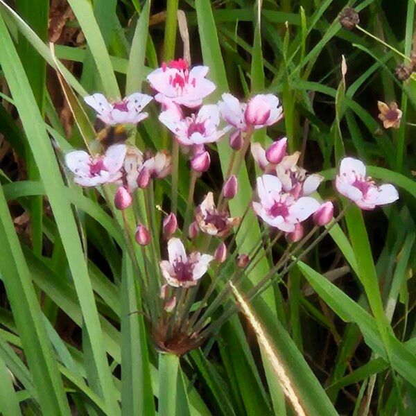 Butomus umbellatus Flower