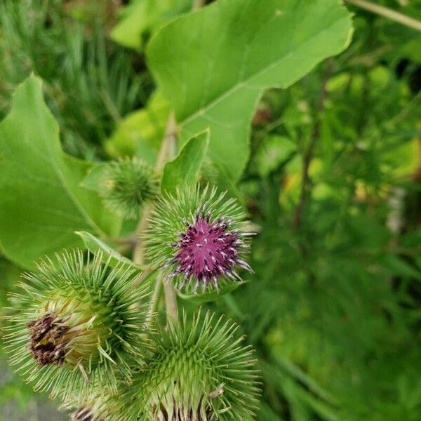 Arctium lappa Lorea