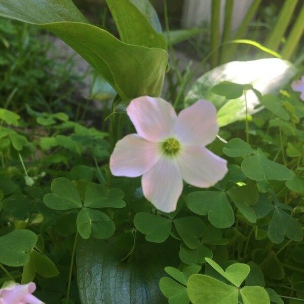 Oxalis incarnata Kwiat