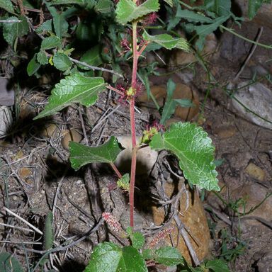 Acalypha californica Plante entière