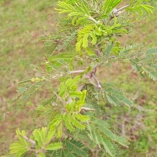 Acacia nilotica Blad