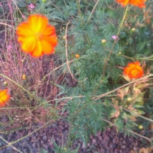 Cosmos sulphureus 整株植物